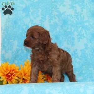 Cookies and Cream, Cavapoo Puppy